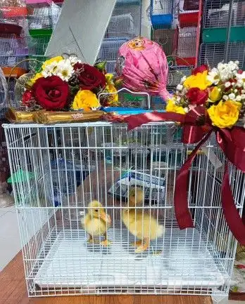 مفاجأت وهدايا اقفاص مزينه بالورود . بط . سمك . طيور 0