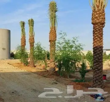 يوجد لدينا نخل عربي 3
