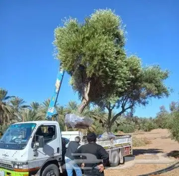 زيتون معمر 7