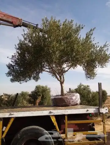 زيتون معمر 3