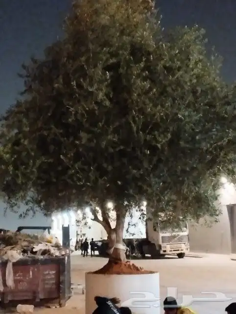 زيتون معمر 13