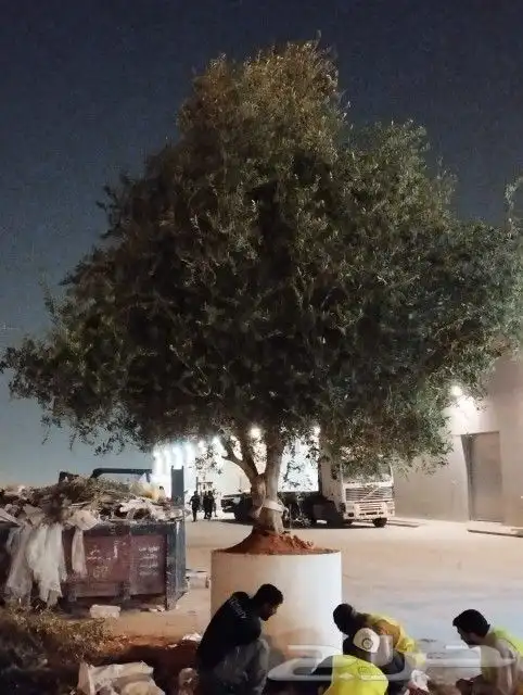 زيتون معمر 14