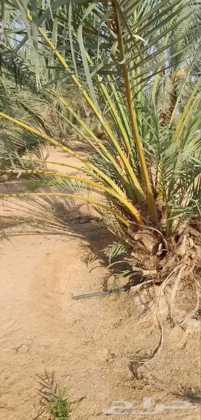 فسايل سلطانه وفسايل سكري وحلوه 2
