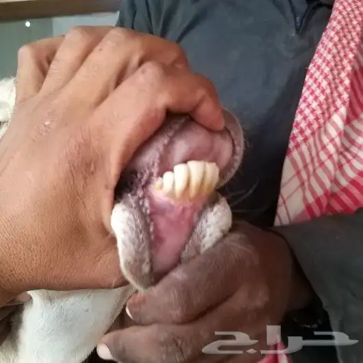 تم البيع رغوث سواكنيه معها توأم 2 درمانيه صنف 2