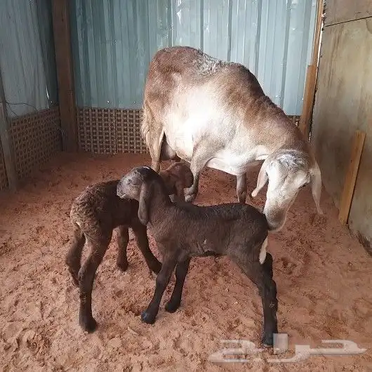 تم البيع رغوث سواكنيه معها توأم 2 درمانيه صنف 0