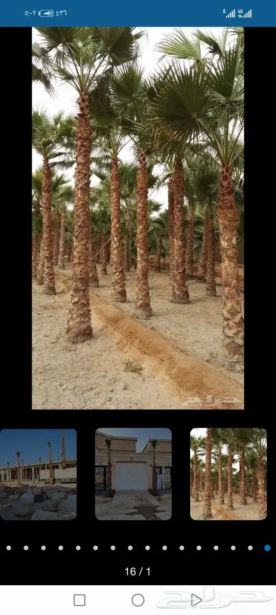 لتوريد النخل العربي والواشنطني 1