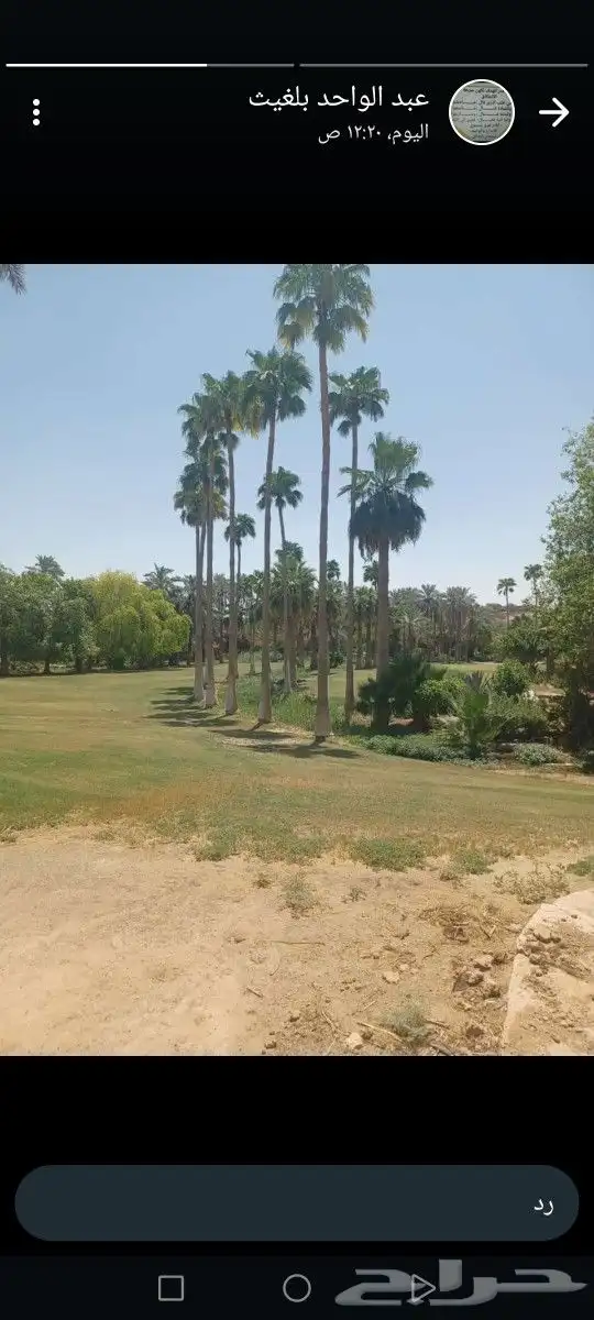 لتوريد النخل العربي والواشنطني 0