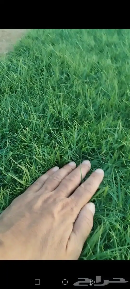 ثيل من مزارع الخرج درجه اولى صافي وشحن لكل مكان 0