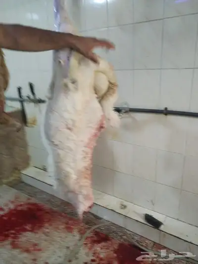 حلال الديرة لبيع الذبايح مع خدمةالذبح والتوصيل حسب طلب العمي 5