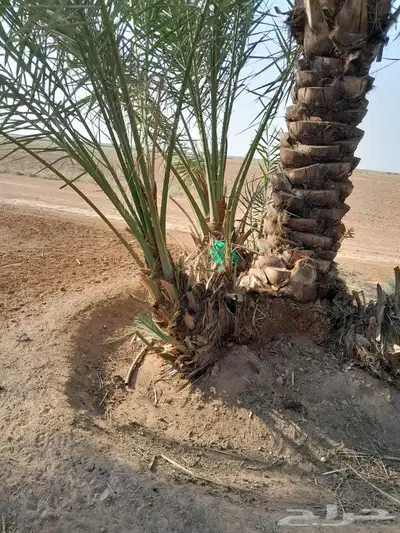 فسايل سلطانه وفسايل سكري وحلوه 4
