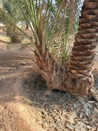 فسايل سلطانه وفسايل سكري وحلوه 8