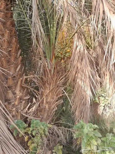 فسايل سلطانه وفسايل سكري وحلوه 1