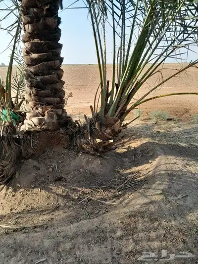 فسايل سلطانه وفسايل سكري وحلوه 5