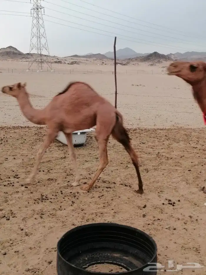 بكره اللبيع 3