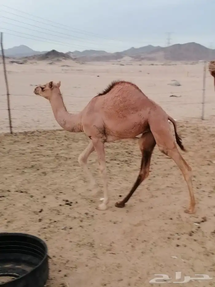 بكره اللبيع 1