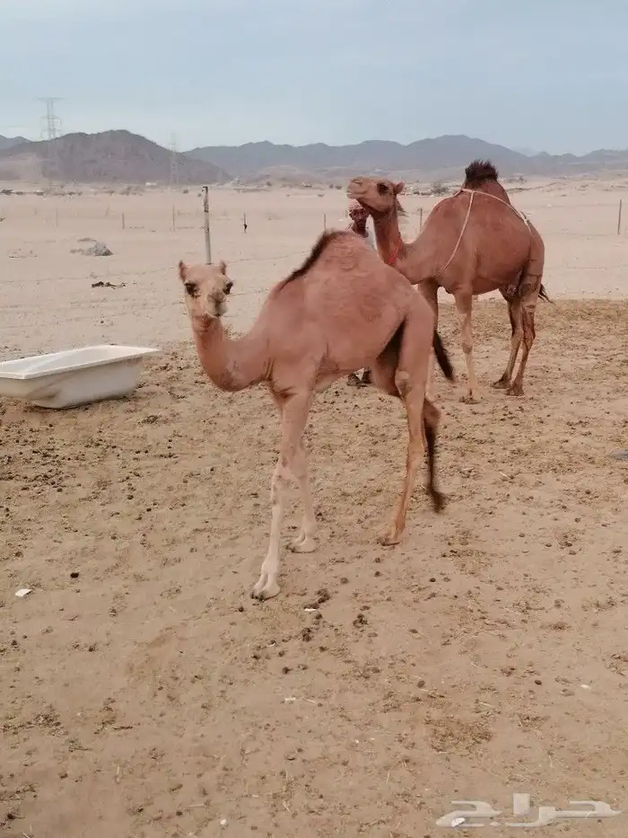 بكره اللبيع 2