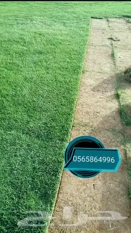 ثيل طبيعي تنسيق حدائق 1
