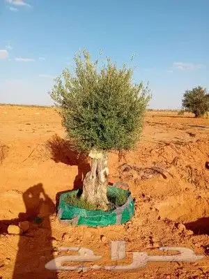 جميع انواع انخيل 9