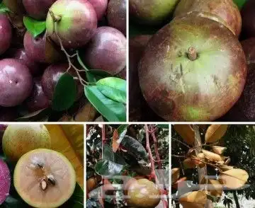 شتلات التفاح النجميapple star 5