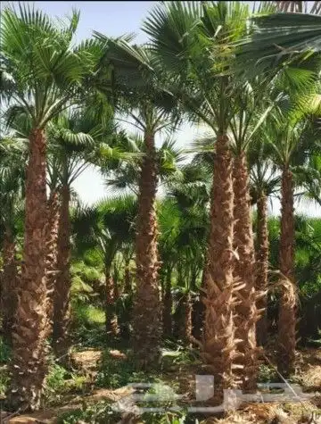 نقوم باعمال النخيل العربي والواشنطني بجميع انواعه وبأسعار من 1