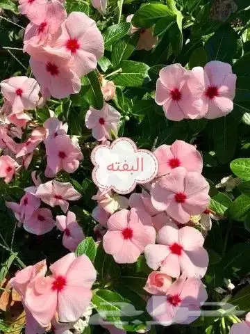 حدائق جنة البدر جميع شتلات الحمضيات وغيرها 3
