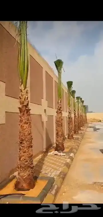 جميع انواع انخيل 4