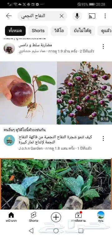 شتلات التفاح النجميapple star 10