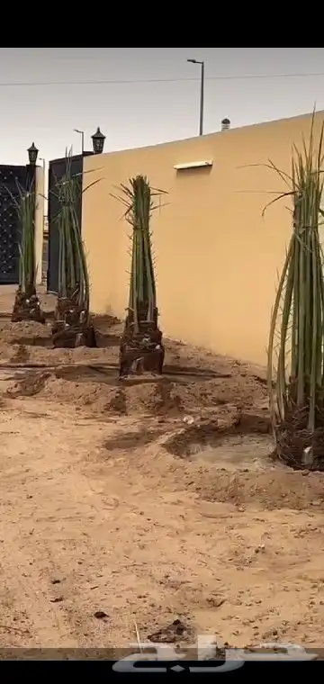 جميع انواع انخيل 1