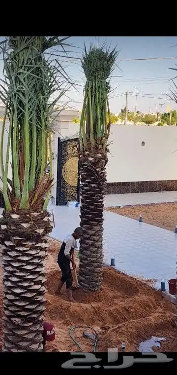 جميع انواع انخيل 6