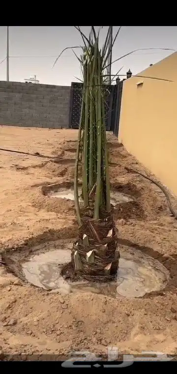 جميع انواع انخيل 2