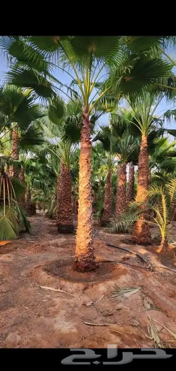 جميع انواع انخيل 5