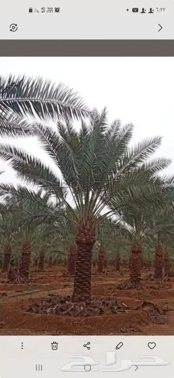 تكريب وتنظيف جميع انخيل 0