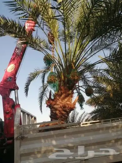 يوجد لدينا انوع الشجر والزيتون المعمر المقصوص والنخيل عربي 4