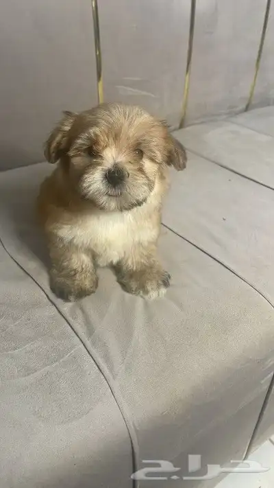 كلب مالتيبو Maltipoo صغير للبيع 0