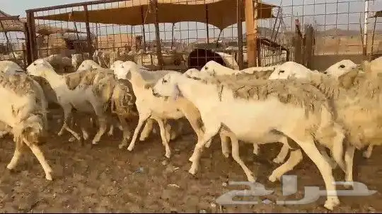 ماشاء وتبارك الرحمن الرحيم 3