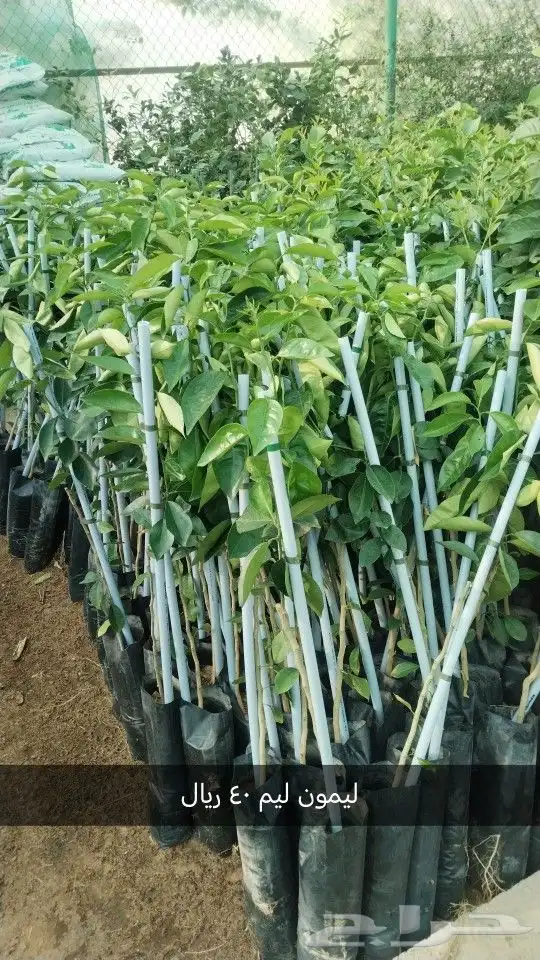 حدائق جنة البدر جميع شتلات الحمضيات وغيرها 9