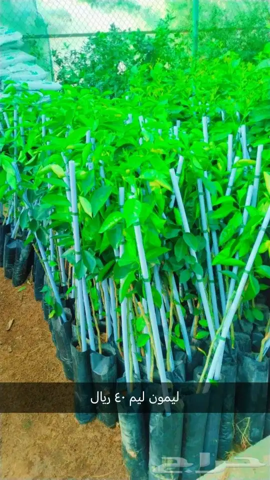 حدائق جنة البدر جميع شتلات الحمضيات وغيرها 8