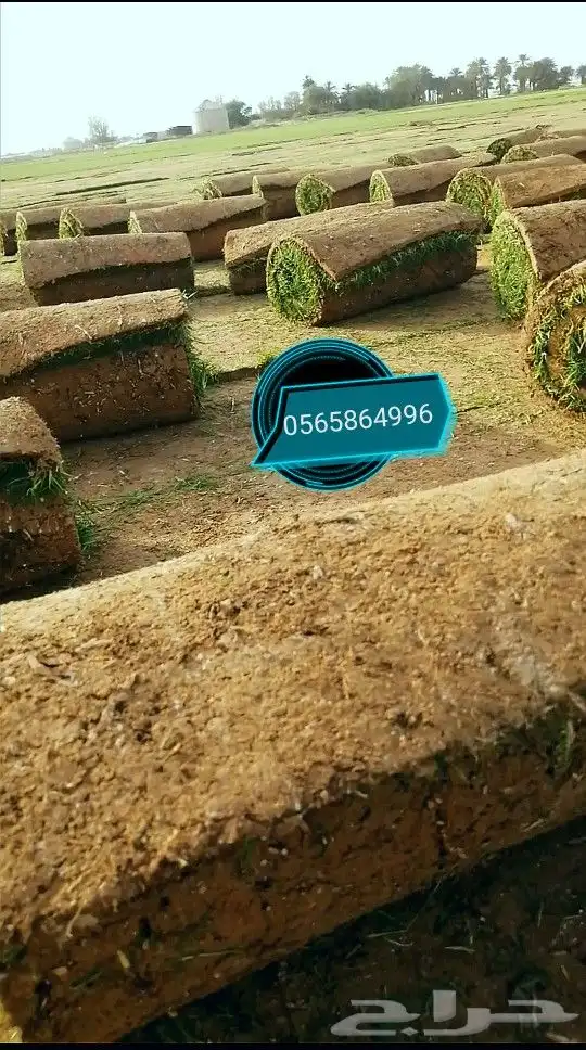 ثيل طبيعي تنسيق حدائق 5
