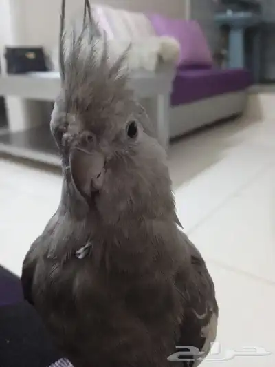 طير كروان مفقود ابو عصام 0