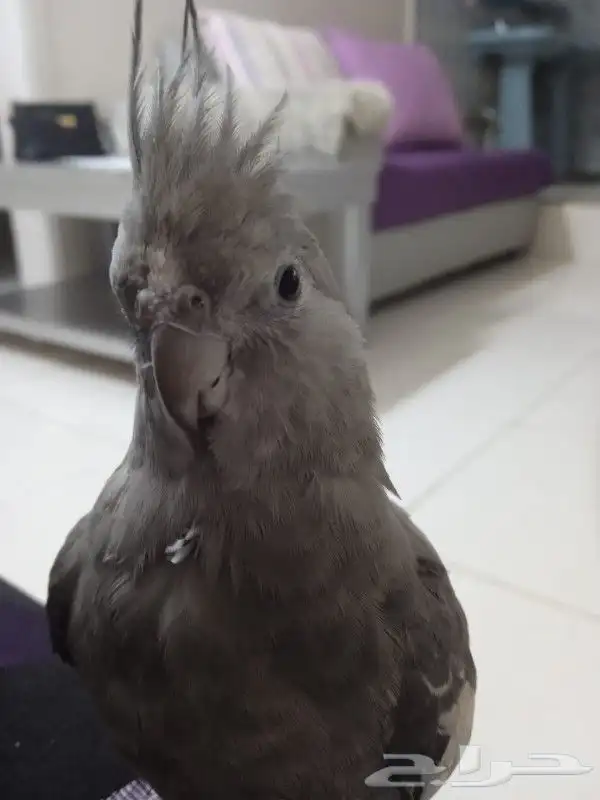 طير كروان مفقود ابو عصام 0