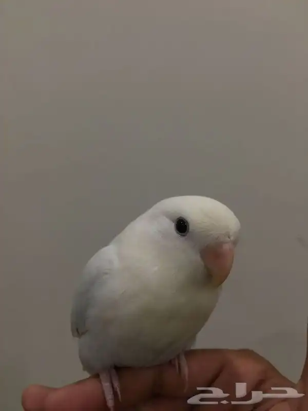 روز هدد داخلي وخارجي 0