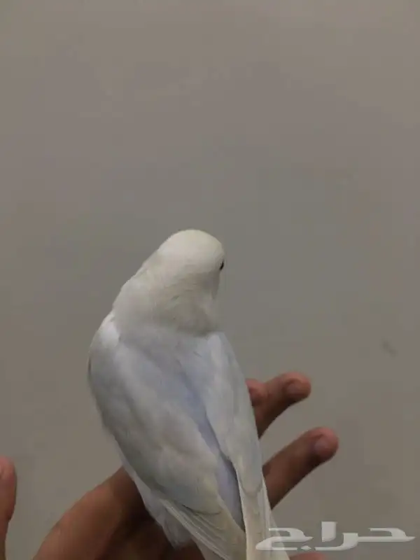 روز هدد داخلي وخارجي 4