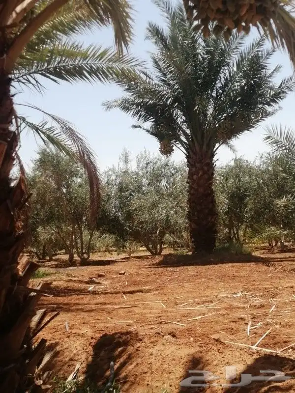 يوجد لدينا انوع الشجر والزيتون المعمر المقصوص والنخيل عربي 1