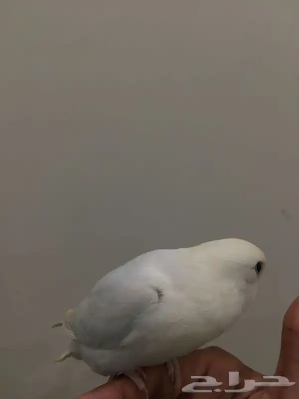 روز هدد داخلي وخارجي 2