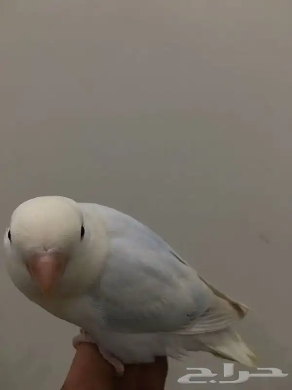 روز هدد داخلي وخارجي 1