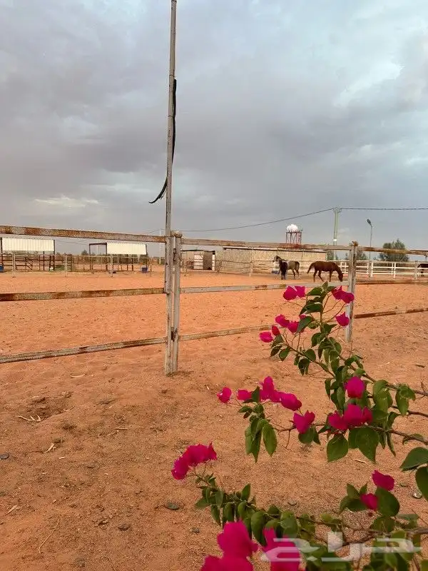 ايواء خيل وعسف 0