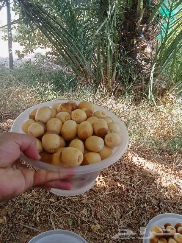 نخيل مثمر للبيع 4