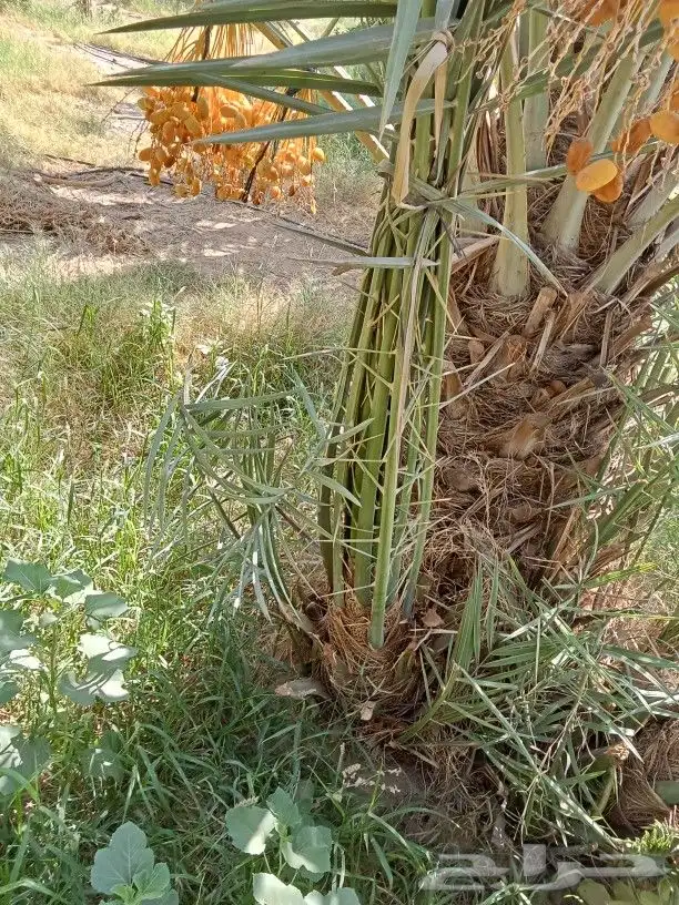 نخيل مثمر للبيع 6