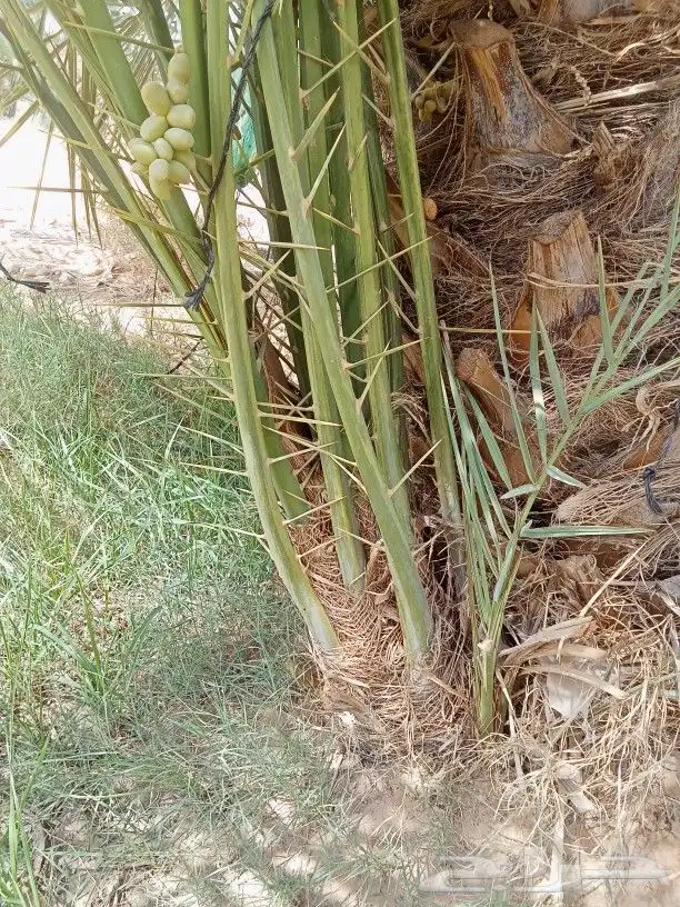 نخيل مثمر للبيع 1