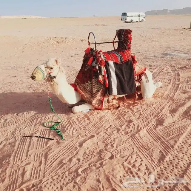 اجار جمال واخيول رحايل وراكبي 3